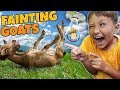 FAINTING GOATS!  It's Funny but Sad 🐐 (FV Family Farm Vlog)