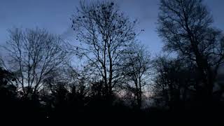 Mid February Sunrise and Birdsong.