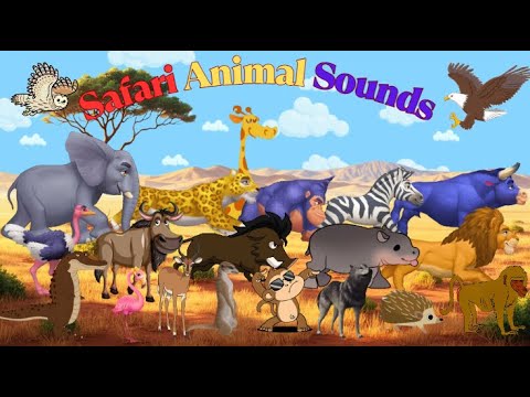 Safari Animal Sounds Song 5TH625 | Nursery Rhyme for Kids | Kids TV