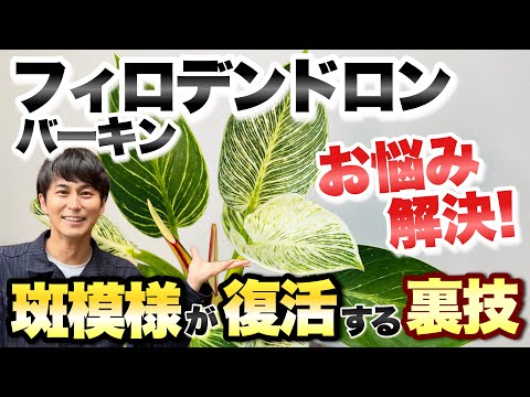 デンドロソフス・ボガーティについて詳しく解説