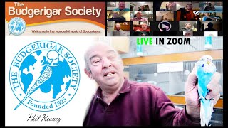 52 years on BUDGERIGAR HOBBY| conference with the TOP BREEDER Phil Reaney Budgie Planet.. video