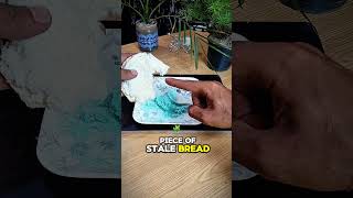 Put a bar of soap inside the bread, and you'll be surprised by the result! #lifehack #tips #shorts