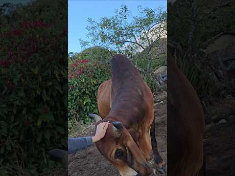 Le Toqué Mal Punto Al Muñeco #elsalvador #chalatenango #campo #ganaderia #ganado #vaca #nature