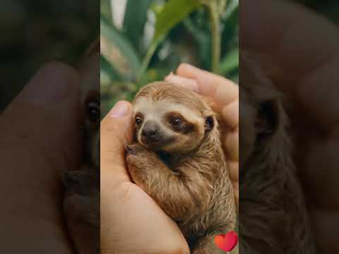 Baby Faultier  #animal #animals #baby #ai #faultier #tiere #zoo #sloth
