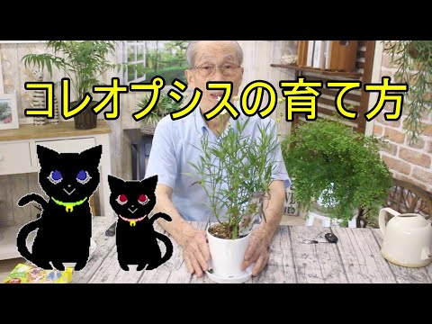 園芸 輪生コレオプシス、針葉コレオプシス