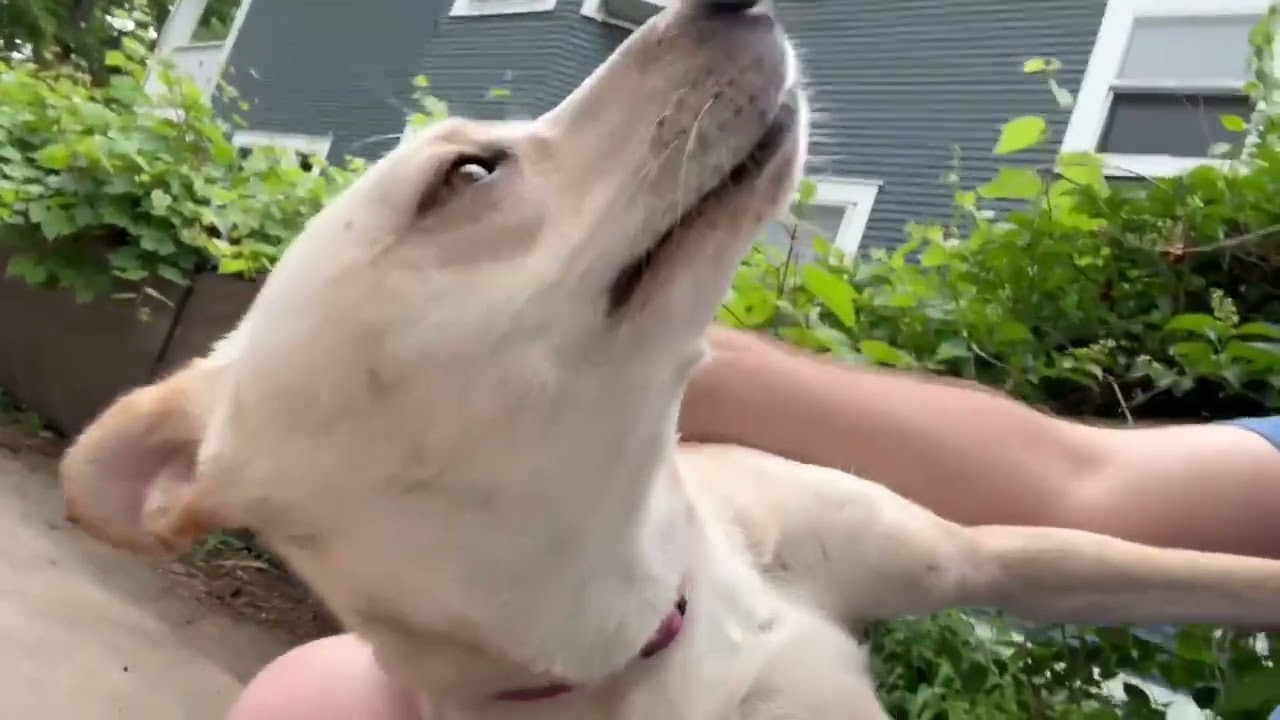 Enlarge Hazel , a Adoptable mixed breed in Saint Paul, MN video 6/6