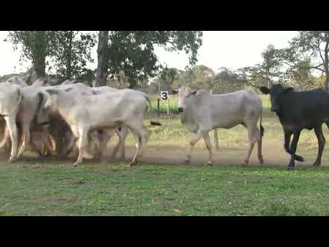LOTE 03C - 15 NOVILHAS NELORE 270KG - 05 KM DE GUIA LOPES DA LAGUNA/MS