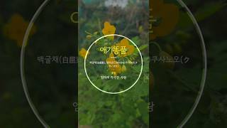 애기똥풀, 백굴채(白屈菜), 셀라딘(Celandine), 쿠사노오(クサノオウ)