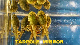 TADPOLE MIRROR - Green Frog Tadpoles