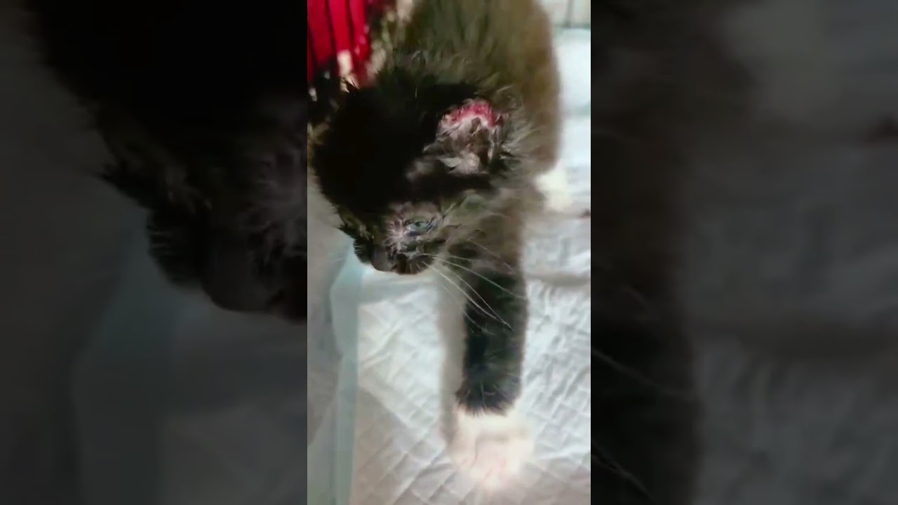 Erma video