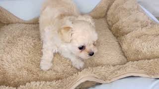 ハーフ犬の動画01