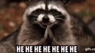 hehehe gif racoon