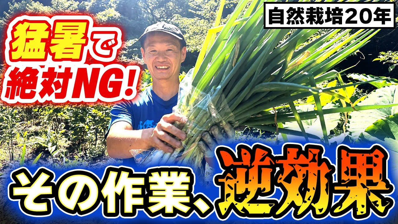 猛暑の自然栽培で絶対NGな作業とは？夏の草刈り・水やりの注意点と対策