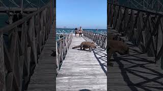 Download lagu Dikejar Komodo mp3