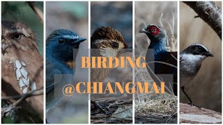 Birding in Chiang Mai #birding #doilang #chiangmai