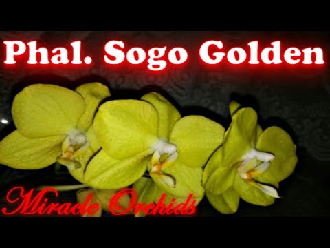 , title : 'A very special phalaenopsis orchid | Phalaenopsis Sogo Golden'