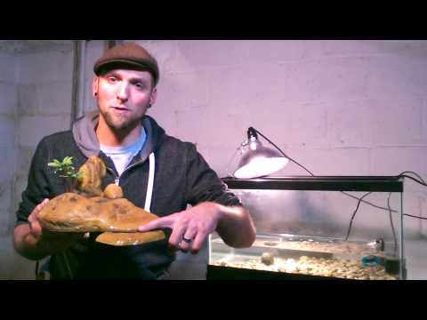 Penn Plax Turtle Platform For Aquatic Turtles Review