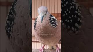 Download lagu TIKUKUR J4NTAN BERSUARA LANTANG MEMANGGIL BETIN4 #tekukur #shorts #shortvideo #short #shortsfeed mp3 Download lagu TIKUKUR J4NTAN BERSUARA LANTANG MEMANGGIL BETIN4 #tekukur #shorts #shortvideo #short #shortsfeed mp3