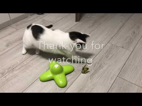 Funny Butterfly toy test