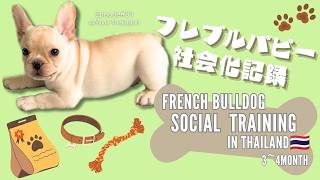 【フレブル社会化】初散歩まで🐾社会化トレーニングの様子🔰🐶