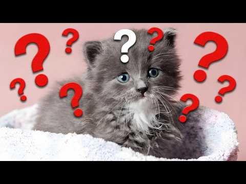 Abandoned Kitten's Mysterious Illness Left Vets Shaking Their Heads!