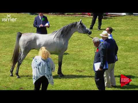 N.41 NABEEL AL NASSER - Strohen 2018 C European