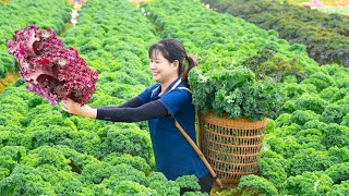 Harvesting KALE Garden Goes to the market sell - Cook sauteed Kale with garlic | Luyến - Harvesting