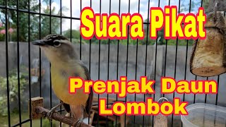 Download lagu Prenjak Daun Lombok Gacor Burung Kecil Suara Besar mp3 Download lagu Prenjak Daun Lombok Gacor Burung Kecil Suara Besar mp3