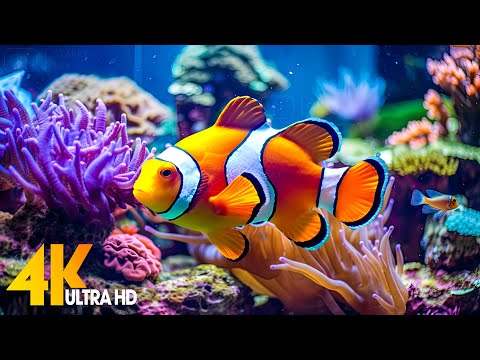 Aquarium 4K VIDEO (ULTRA HD) ???? Beautiful Coral Reef Fish - Relaxing Sleep Meditation Music #74