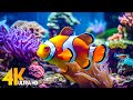 Aquarium 4K VIDEO (ULTRA HD) 🐠 Beautiful Coral Reef Fish - Relaxing Sleep Meditation Music #74