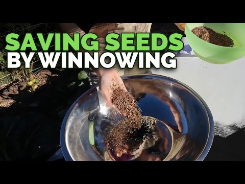 How to Save Pea Seeds from A Z