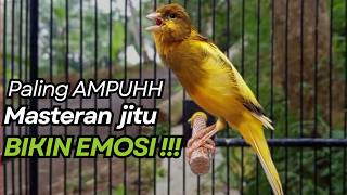 Download lagu KENARI GACOR Cuit CUIT BIRAHI UNTUK PANCINGAN & MASTERAN Kenari PAUD AGAR BUNYI mp3