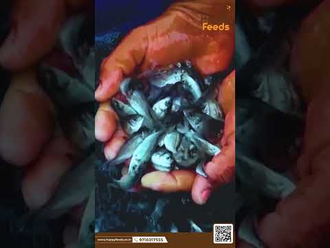 6mm fish pellet food, packaging type: loose
