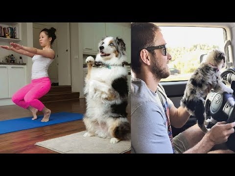 Times Australian Shepherds Proved They Are The Best Dogs Ever