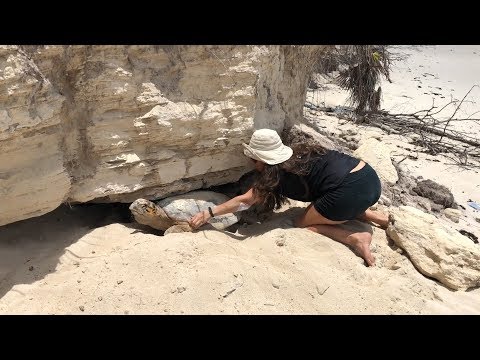 Operation Jairo Caribbean: Turtle Rescue