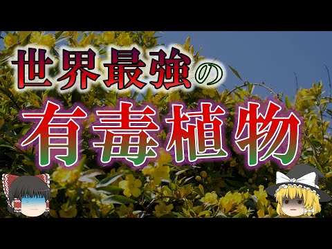Uroplatus phantasticusについて詳しく解説