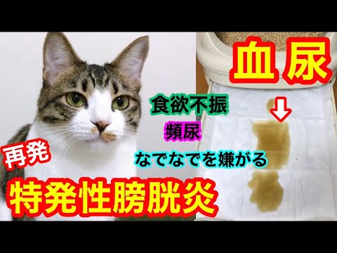 猫の血尿に対する家庭療法