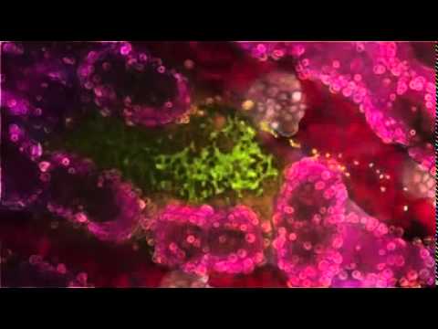 The life cycle of Malaria parasite