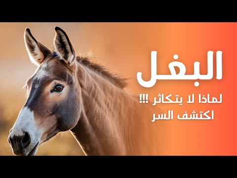 🔹 البغل: المخلوق العجيب الذي جمع بين قوة الحصان وذكاء الحمار | وثائقي
