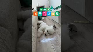 男2人のドタバタなお散歩Vlog # #トイプードル #日常vlog #犬のいる生活 #癒し
