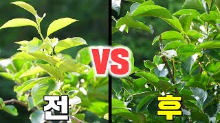 고접 후 접수관리의 중요성ㅣ 정부우세 ㅣ잎 정리 ㅣ 수분수 ㅣ 고종시