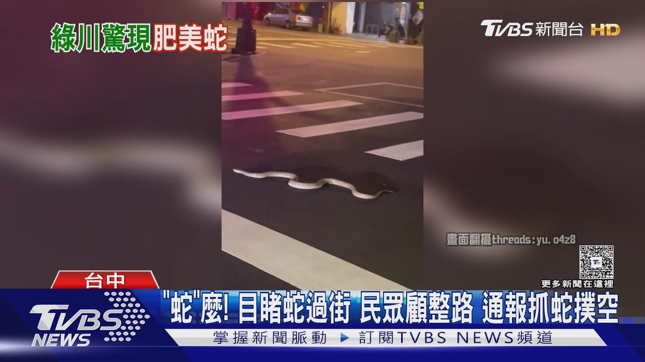 影音/「蛇」麼東西!民眾急開手電筒顧蛇 捕蛇人到場撲空了