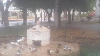 San Fernando. Parque de los patos. Estanque de los patos.