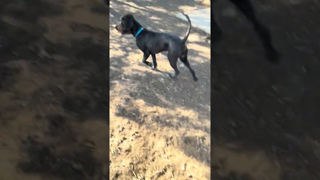 Enlarge Oliver, a ADOPTABLE Labradoodle in Southport, CT video 3/6
