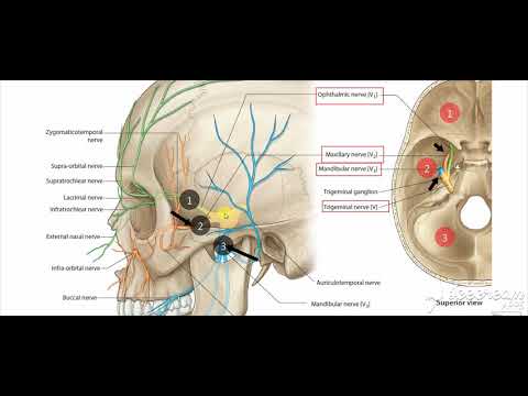 maxillary nerve 2