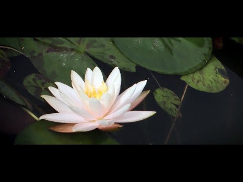 বিজয় ফুল প্রতিযোগিতার থিম সং