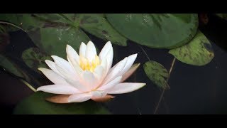 বিজয় ফুল প্রতিযোগিতার থিম সং-এর পরিমার্জিত সংস্করণ