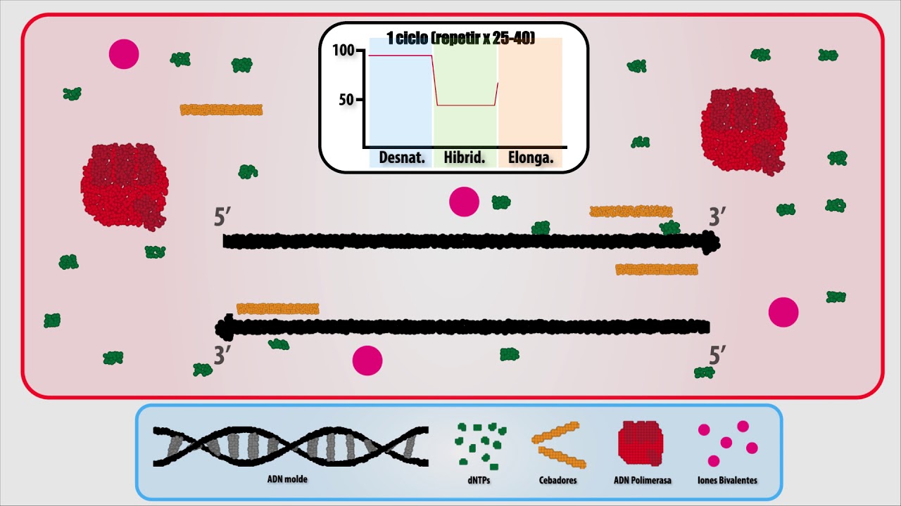 ¿Qué es y cómo funciona la PCR?