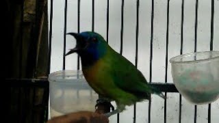 Download lagu Besetan Cucak Kinoi Gacor Nembak Super Tajam Dan Kasar mp3 Download lagu Besetan Cucak Kinoi Gacor Nembak Super Tajam Dan Kasar mp3