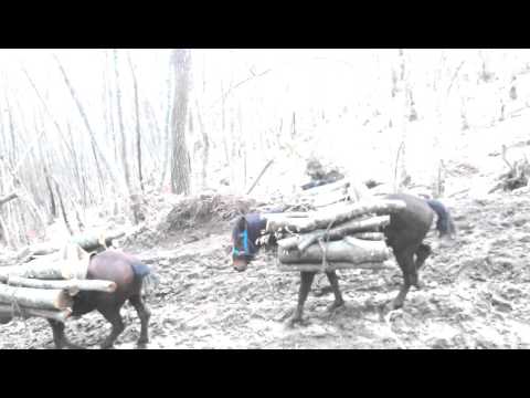 Samarica vl.Elvedin Mutic(1)